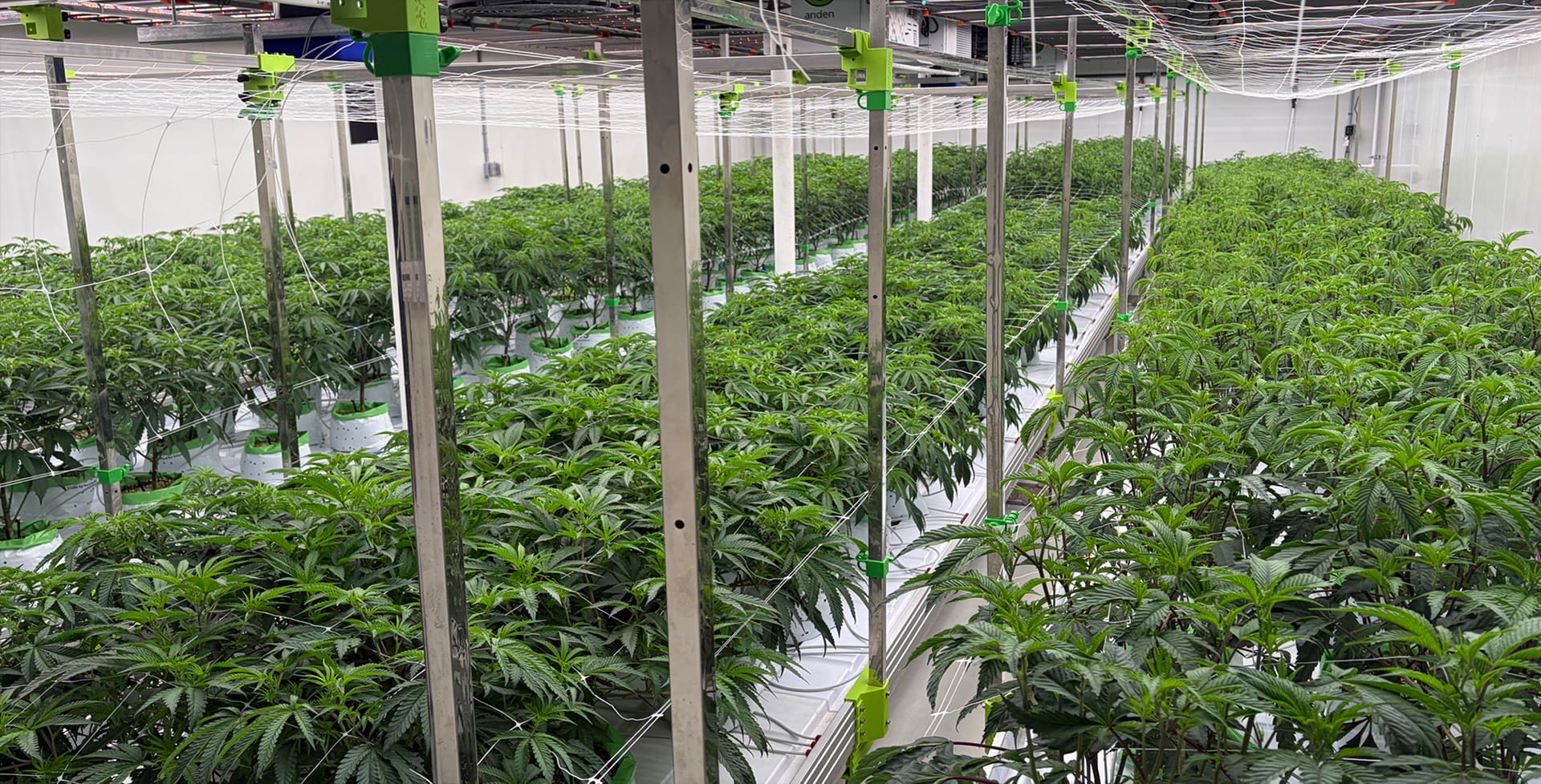 Inside the Green Leevz micro-grow in Lake Hopatcong, New Jersey: rows of cannabis plants under cultivation