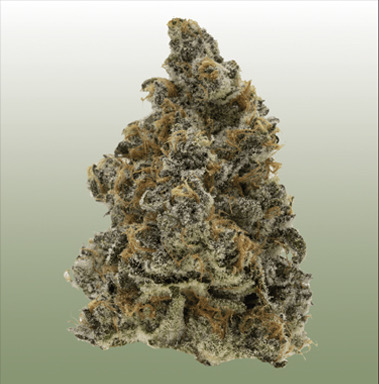 Super Boof flower
