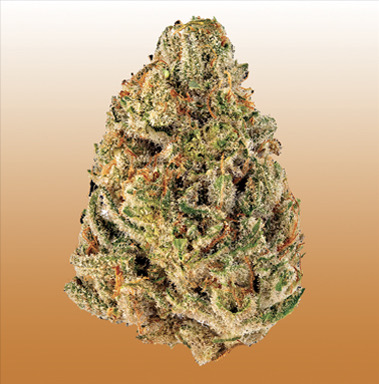 Hippy Crasher flower