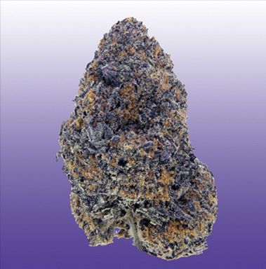 Purple Milk flower